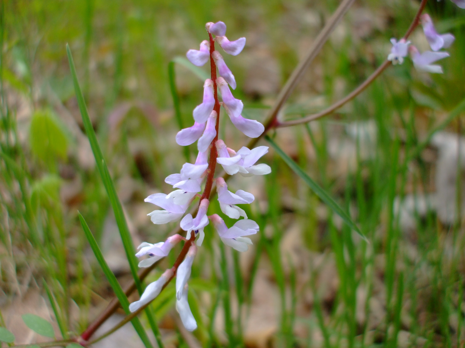 Vicia caroliniana